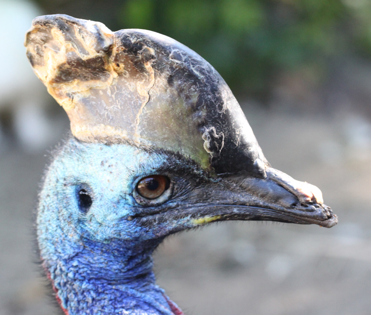 cassowary